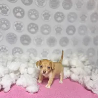 Dolly, a female Chihuahua for sale in Houston, TX – Photo 5 of 10