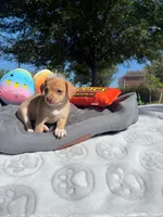 Dolly, a female Chihuahua for sale in Houston, TX – Photo 1 of 10