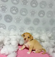 Dolly, a female Chihuahua for sale in Houston, TX – Photo 10 of 10
