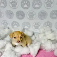 Dolly, a female Chihuahua for sale in Houston, TX – Photo 6 of 10