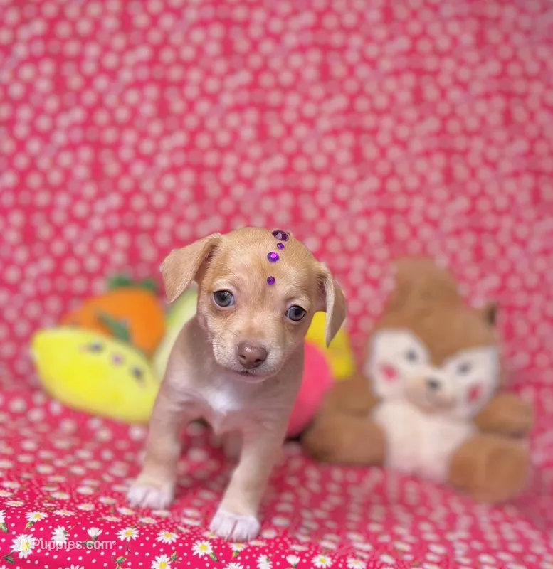 Dolly – Chihuahua puppy for sale in Houston, TX