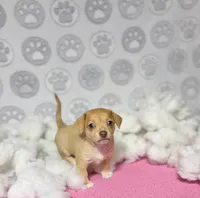 Dolly, a female Chihuahua for sale in Houston, TX – Photo 7 of 10