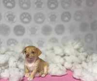 Dolly, a female Chihuahua for sale in Houston, TX – Photo 9 of 10