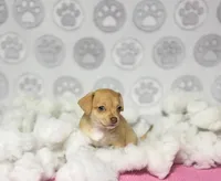 Dolly, a female Chihuahua for sale in Houston, TX – Photo 8 of 10