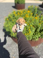 Dolly, a female Chihuahua for sale in Houston, TX – Photo 2 of 10