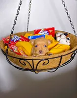 Emely, a female Chihuahua for sale in Houston, TX – 2 of 2