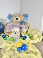Mellow, a male Maltipoo for sale in Houston, TX – 5 of 9