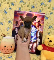 Hershey, a male Chihuahua for sale in Houston, TX – 3 of 6
