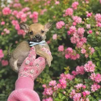 Little Comet, a male Chihuahua for sale in Houston, TX – 5 of 9