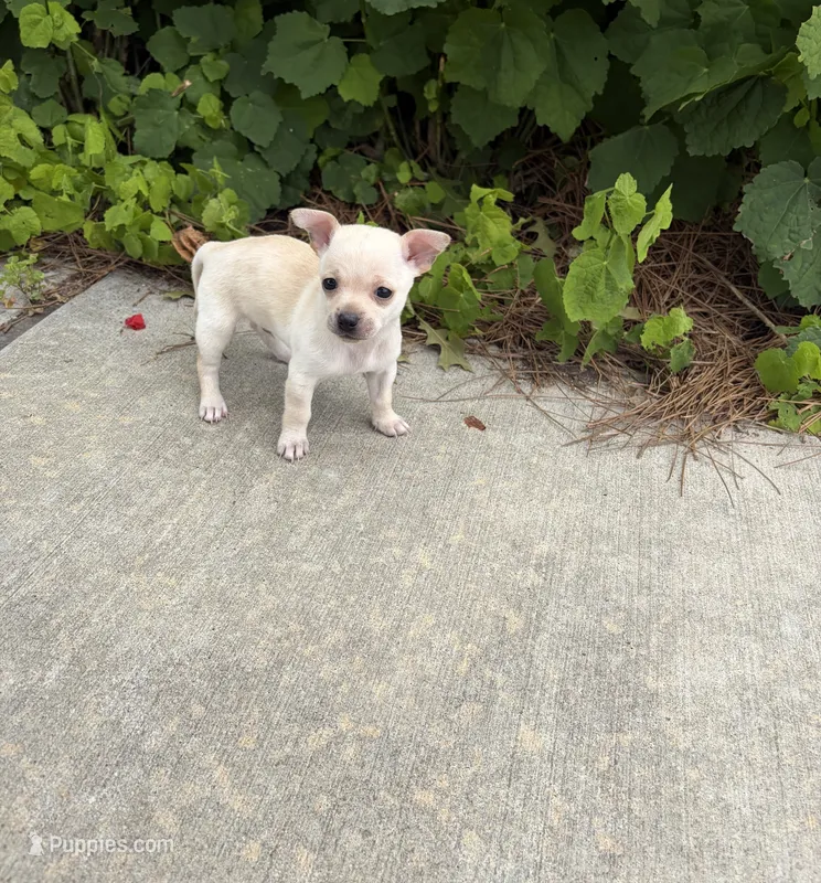 Charlie – Chihuahua puppy for sale in Houston, TX