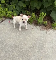 Charlie, a male Chihuahua for sale in Houston, TX – 1 of 8