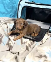 Canelo, a male Miniature Dachshund for sale in Houston, TX – 6 of 8