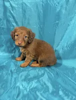 Canelo, a male Miniature Dachshund for sale in Houston, TX – 8 of 8