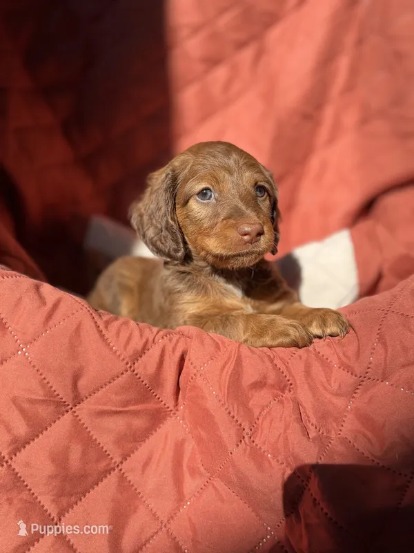 Canelo – Miniature Dachshund puppy for sale in Houston, TX