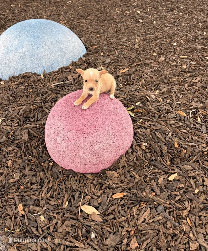 Amelia – Chihuahua puppy for sale in Houston, TX