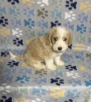 Bear, a male Maltipoo for sale in Houston, TX – 5 of 7