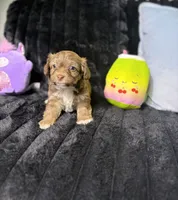 Sienna, a female Maltipoo for sale in Houston, TX – 8 of 8