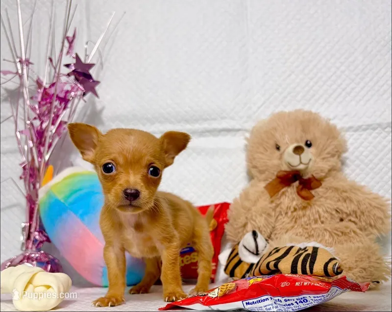 Emely – Chihuahua puppy for sale in Houston, TX