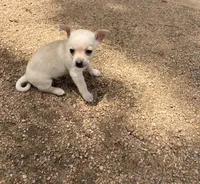 Charlie, a male Chihuahua for sale in Houston, TX – 7 of 8