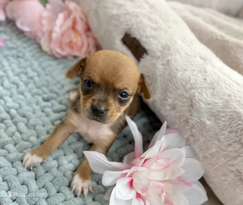 Tulip – Chihuahua puppy for sale in Houston, TX