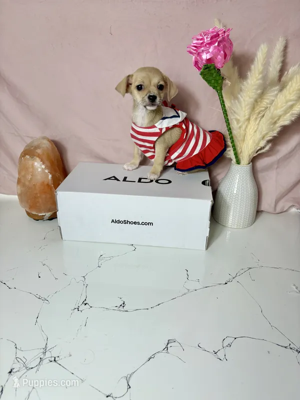 Layla – Chihuahua puppy for sale in Houston, TX
