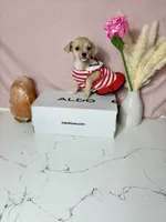 Layla, a female Chihuahua for sale in Houston, TX – 7 of 7
