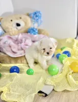Mellow, a male Maltipoo for sale in Houston, TX – 9 of 9