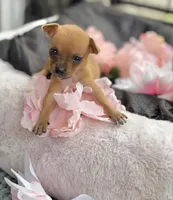 Tati, a female Chihuahua for sale in Houston, TX – 2 of 8