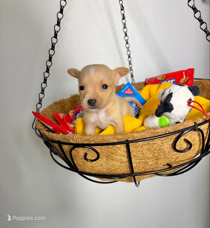 Amelia – Chihuahua puppy for sale in Houston, TX