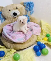 Aries, a male Maltipoo for sale in Houston, TX – 5 of 8
