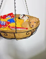 Emely, a female Chihuahua for sale in Houston, TX – 1 of 2