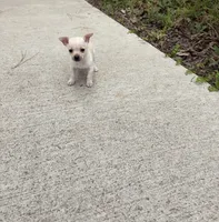Charlie, a male Chihuahua for sale in Houston, TX – 3 of 8