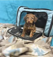 Canelo, a male Miniature Dachshund for sale in Houston, TX – 2 of 8