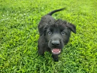 Tank, a male German Shepherd Dog for sale in Mcconnelsville, OH – 5 of 7