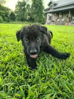 Tank, a male German Shepherd Dog for sale in Mcconnelsville, OH – 7 of 7