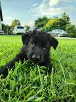 Tank, a male German Shepherd Dog for sale in Mcconnelsville, OH – 6 of 7