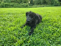 Tank, a male German Shepherd Dog for sale in Mcconnelsville, OH – 4 of 7