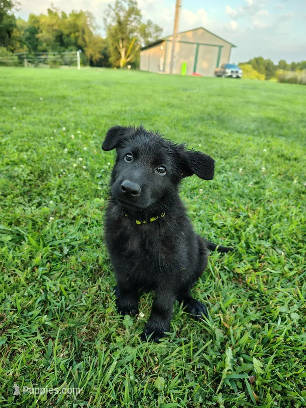 Shadow – German Shepherd Dog puppy for sale in Mcconnelsville, OH