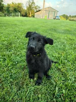 Shadow, a male German Shepherd Dog for sale in Mcconnelsville, OH – 1 of 3