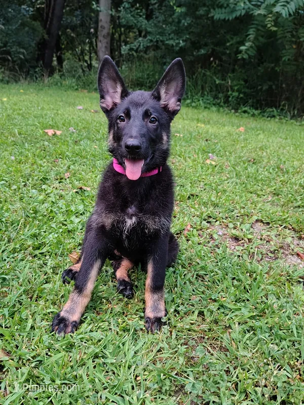 Pink – German Shepherd Dog puppy for sale in Mcconnelsville, OH