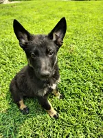 Pink, a female German Shepherd Dog for sale in Mcconnelsville, OH – 2 of 4
