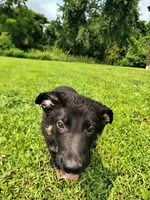 Pink, a female German Shepherd Dog for sale in Mcconnelsville, OH – 4 of 4