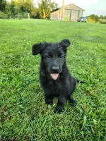 Shadow, a male German Shepherd Dog for sale in Mcconnelsville, OH – 3 of 3