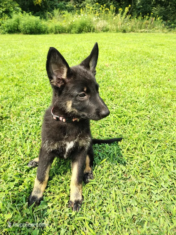 Pink – German Shepherd Dog puppy for sale in Mcconnelsville, OH