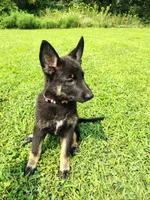 Pink, a female German Shepherd Dog for sale in Mcconnelsville, OH – 1 of 4