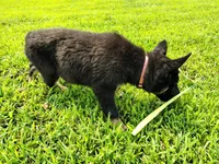 Pink, a female German Shepherd Dog for sale in Mcconnelsville, OH – 3 of 4