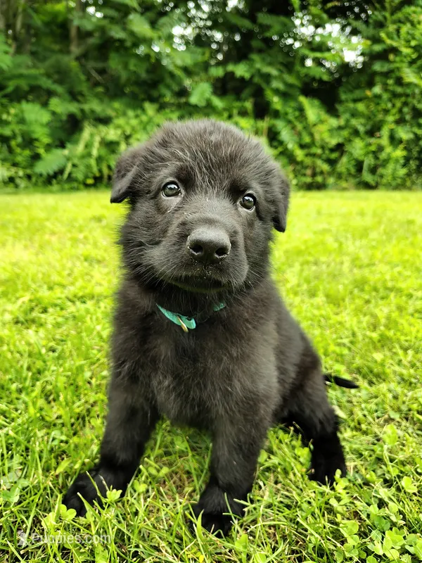 Tank – German Shepherd Dog puppy for sale in Mcconnelsville, OH