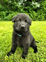Tank, a male German Shepherd Dog for sale in Mcconnelsville, OH – 1 of 7