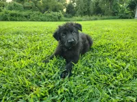 Tank, a male German Shepherd Dog for sale in Mcconnelsville, OH – 3 of 7