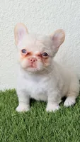 Euphoria, a female French Bulldog for sale in Melbourne, FL – 2 of 2